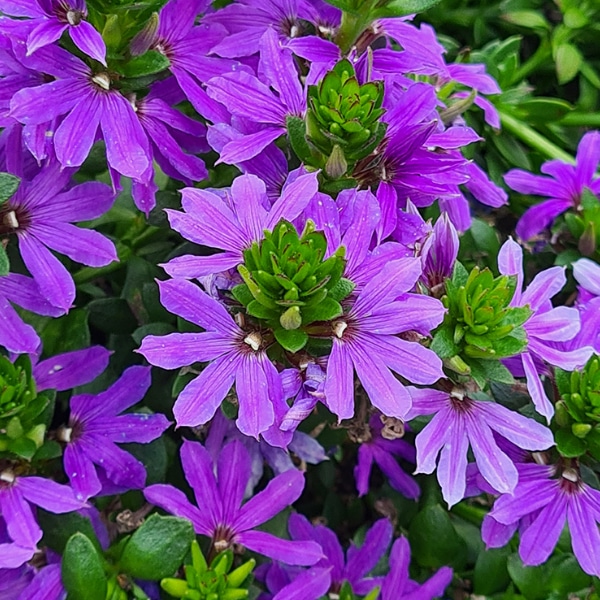 scaevola fleurs plantes producteur